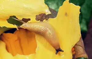Slimy: Slug - Eating Daffodil in garden
