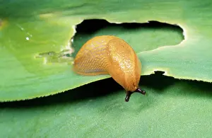 Arion: SLUG - eating leaf, orange form
