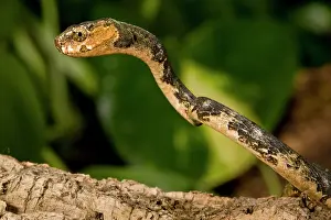 Carinatus: Slug-eating Snake, Pareas carinatus, Native