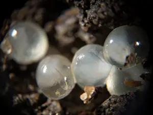 Slugs: Slug eggs