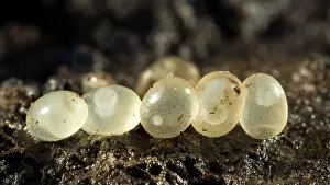 Slugs: Slug eggs