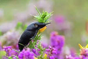 Arion: Slug on Gorse