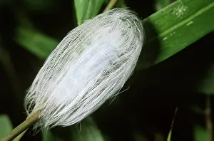 Napo: Slug Moth caterpillar (Limacodidae)