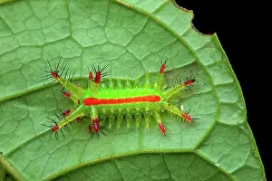 Amazonian: Slug moth (Euclea sp) catepillar on a leaf, Montagne