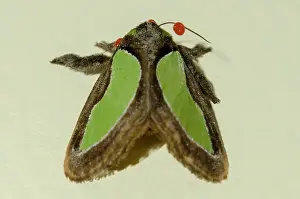 Slug: Slug Moth with Long-legged Velvet Mite