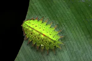 Amazonian: Slug moth (Natada sp) caterpillar with parasite