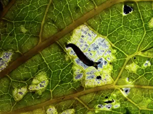 Slugs: Slug