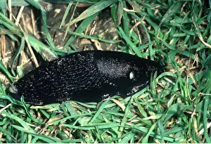 Slugs: SLUG - partly contracted, black form