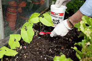 Pellets: Slug Pellets - hand of gardener putting slug pellets