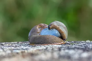 Mate: Slugs Mating - UK