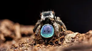Anomalus: A small 3-4mm Peacock Jumping Spider (Maratus anomalus