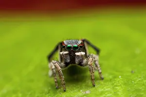 Anomalus: A small 3-4mm Peacock Jumping Spider (Maratus anomalus
