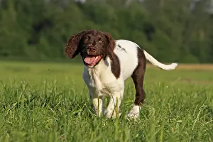 Munsterlander: Small 3 month old France Small