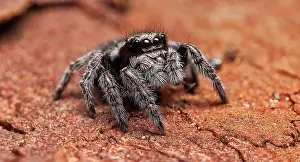 Piece: small (4-5mm) jumping spider on a piece of tree