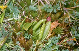 Adders: Small Adders Tongue FERN