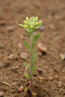 Alyssum: Small alison