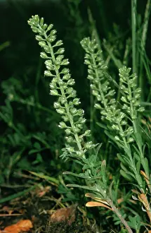 Alyssum: Small Alison