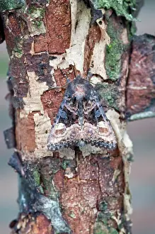 Shades: Small Angle Shades Moth