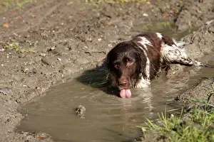 Infrastructures: Small animal drinking from a puddle Alsace France