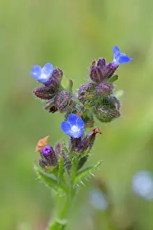 Bugloss: Small / Annual Bugloss
