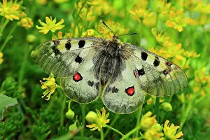 Parnassius: Small Apollo Butterfly female on Yellow Mountain Saxifrage