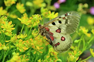 Parnassius: Small Apollo Butterfly female on Yellow Mountain Saxifrage
