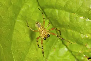 Araniella: A small Araneid spider - from below