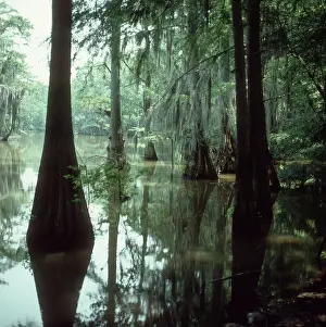 Steamy: A small bayou, Mississipi, USA