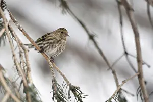 Typical: Small but beautiful... Pine siskin (Spinus pinus) in the branches of a coniferous tree