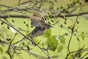 Quiet: Small bird spreads its wings on a branch with green leaves in a quiet environment