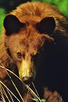 Waterton: Small Black Bear Feeds in meadow in Waterton