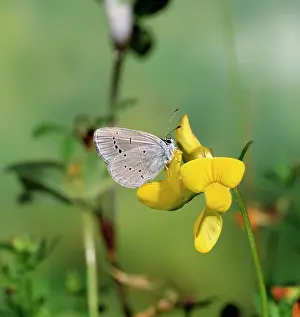 Jack Bailey: Small Blue BUTTERFLY - male on Trefoil
