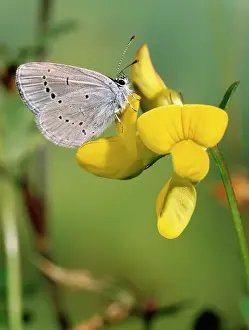 Jack Bailey: Small Blue Butterfly - Male - at yellow flower (Trefoil?)
