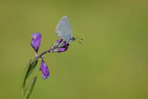 Minimus: Small Blue (Cupido minimus)