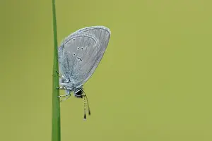 Minimus: Small Blue (Cupido minimus)