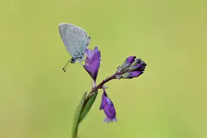 Minimus: Small Blue (Cupido minimus)