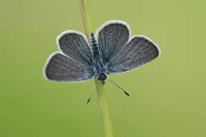 Minimus: Small Blue (Cupido minimus)
