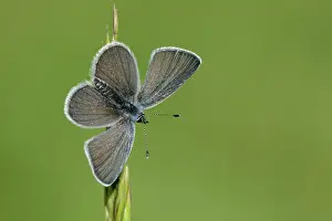 Minimus: Small Blue (Cupido minimus)