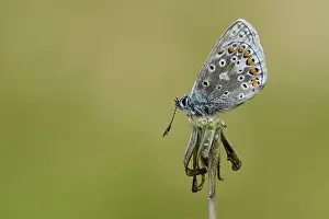 Icarus: Small Blue (Cupido minimus)
