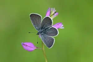 Minimus: Small Blue (Cupido minimus)