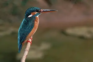 Alcedinidae: Small Blue Kingfisher