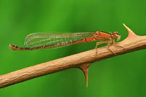 Scarce: Small Bluetail Scarce Blue Tailed Damselfly female