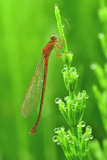 Scarce: Small Bluetail Scarce Blue Tailed Damselfly female
