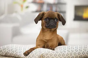 Miserable: Small Brabant Griffon / Petit Brabancon dog indoors