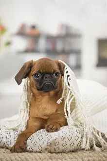 Miserable: Small Brabant Griffon / Petit Brabancon dog indoors