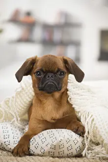 Miserable: Small Brabant Griffon / Petit Brabancon dog indoors