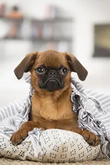 Miserable: Small Brabant Griffon / Petit Brabancon dog indoors