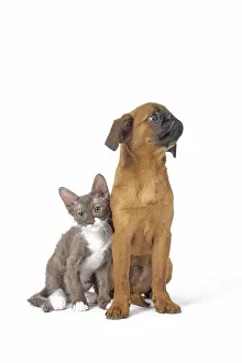 Miserable: Small Brabant Griffon / Petit Brabancon dog puppy with L
