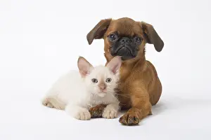 Miserable: Small Brabant Griffon / Petit Brabancon dog puppy with L