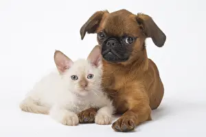 Miserable: Small Brabant Griffon / Petit Brabancon dog puppy with L